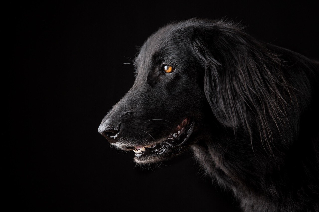 Comment choisir un collier antiparasitaire pour petit chien ?